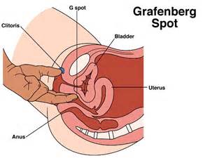 ClitÃ³ris de g-ponto Grafenberg ponto vagina