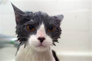 Wet Pussy gato | Flickr - Photo Sharing!