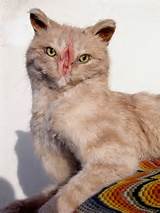 Buceta-gato-2