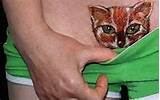 Pussy gato - imagens