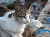 Gatinho - Digicams fÃ³runs de Steve