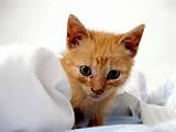 Pussy gato