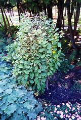 Choro salgueiro no padrÃ£o (Salix caprea 'Pendula') em Milwaukee...