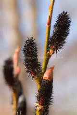 ... 'Melanostachys', amentilhos salgueiro preto no inverno / inÃ­cio da Primavera