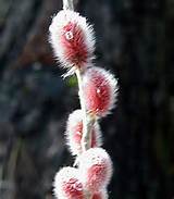 Rara da Borgonha 'Mt Asama' salgueiro - fÃ¡ceis de crescer - 4