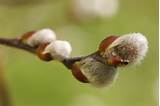 Crescente salgueiros: Jardins de HGTV