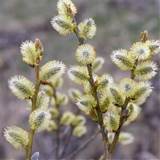 Salgueiro (Salix caprea) | Meu jardim da vida