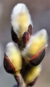 Salgueiro | Jardim, plantas, flores, insetos, etc | Pinterest