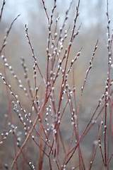 Salgueiros | Horticultura | Pinterest