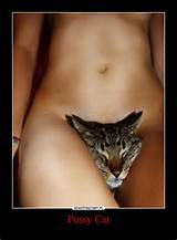 Pussy gato-Demotywatory.pl