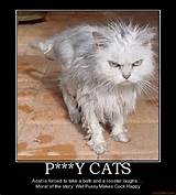 Comendo gatos question-py-cats-cat-angry-wet-pussy-cat-demotivational...