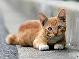 Gatinho mesmo papel de parede - ForWallpaper.com