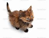 Gato pequeno bichano â€” Stock Photo Â© kot2626 #3143871