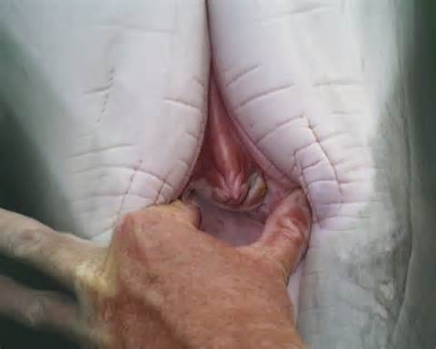 Resposta a (nsfw) qualidade Halo Porn (elite) 2012-08 / 02 22:15:31 resposta
