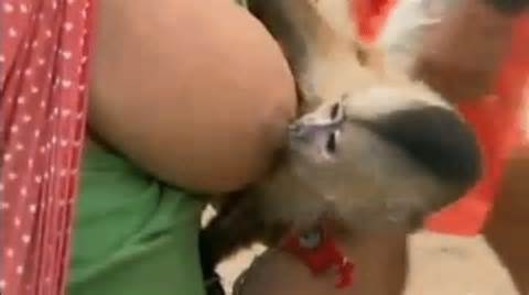 Macaco fode gostosa