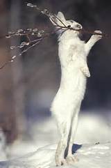 ... Fotografar - Snowshoe Hare, alimentando-se de salgueiro por Michael Quinton