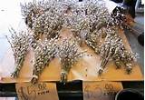 salgueiros para venda | Salgueiros | Pinterest