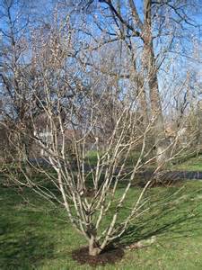 Salgueiro, Salix discolor - aqui Ã© como podar: http://landscaping...