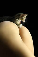 Pussy gato | PicHour