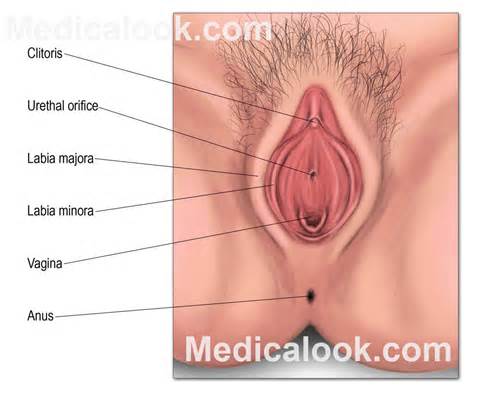 Vagina - Ã³rgÃ£os da anatomia humana