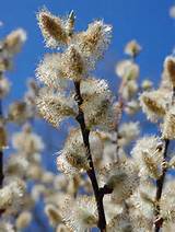 Salgueiro (Salix discolor): um dos meus favoritas plantas nativas