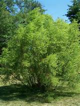 Black Willow (salgueiro) - Salix nigra