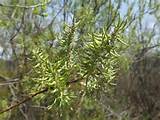 Fruto da salgueiro (Salix discolor, Salicaceae) fotografado 05/05...