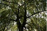 Willow Tree foto Stock gratuita - Public Domain Pictures