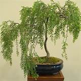 Salgueiro weeping Bonsai