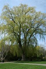 Willow Tree Care â€“ dicas para o plantio de Ã¡rvores de Willow na paisagem