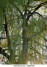 Fotografias de Willow Tree & Willow Tree imagens - Alamy