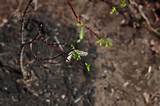 plantando um salgueiro preto | Em Gardenista | Pinterest