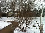 Salgueiros, parecendo neve