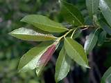 Salgueiro Salix discolor