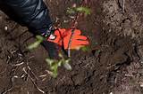 plantando um salgueiro preto por Justine Hand | Jardim | Pinterest