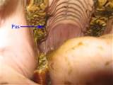 Ganchos rostrais e Caudal - Conley e Koontz Equine Hospital