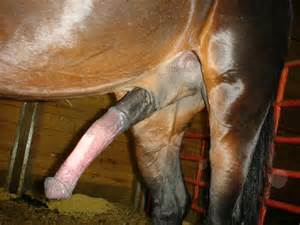 MUDPUSSY, realmenstink: CAVALO de PAU!!!