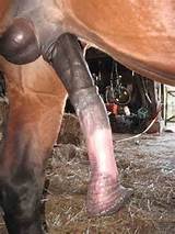 theehorsepussy:Why a cavalo galos colocar um sorriso no meu rosto?