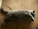 Fat-Pussy-Cat-Cats-Kitten-Kitty-pic-Picture-Funny-LOLcat-cute-Fun...
