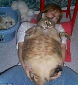 Ataque de gato gordo: os animais de estimaÃ§Ã£o porquinho, provando que os seres humanos sÃ£o claramente nÃ£o o...