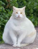 Quem Ã© edward ganhos?: Ã© um gato de buceta grande