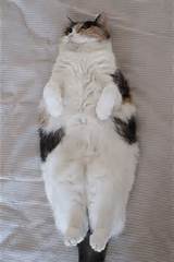 Gato grande buceta gorda | Gatos de gordura | Pinterest