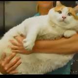 Gato gordo 