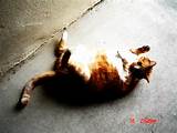 Buceta gorda... CAT por AnImE-JaY no deviantART