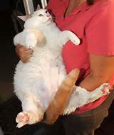 Gato gordo | Quando superalimentaÃ§Ã£o seu gato dÃ¡ errado | Fotos | Fotos...