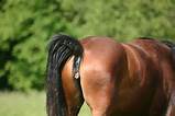imagem nua buceta & gallerysense de cavalo: IkPIMd51433