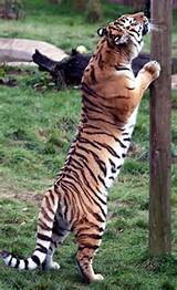 Nem Big Pussy Cats precisam...: O trecho) | Flickr - Photo Sharing!
