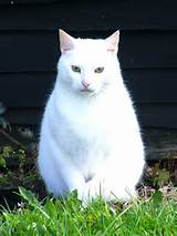 GATINHO BRANCO GRANDE NA BRANSHOLME GULAG NO CASCO | Flickr - Photo...