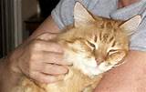 Buceta grande gato | Flickr - Photo Sharing!