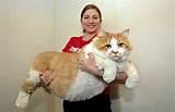 VovÃ³, que buceta grande gato vocÃª tem. -Imgur